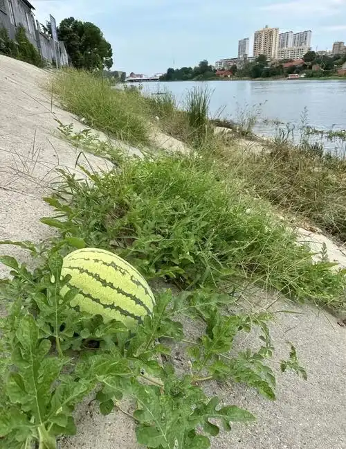 太神奇了!河边遇野生10 斤大西瓜