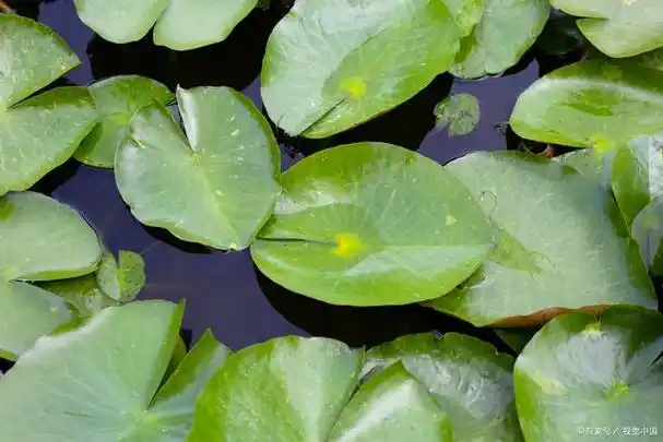 荷叶植物是一种美丽的植物,其具有独特的形态和丰富的药用价值.