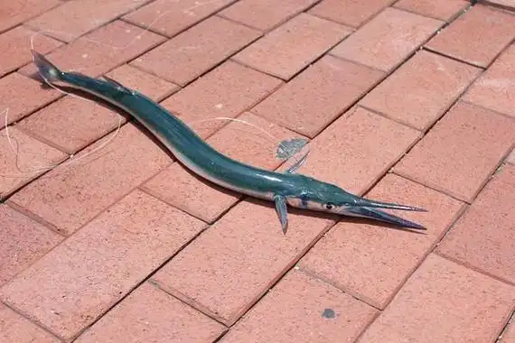 【我钓过的……】针鱼的钓法