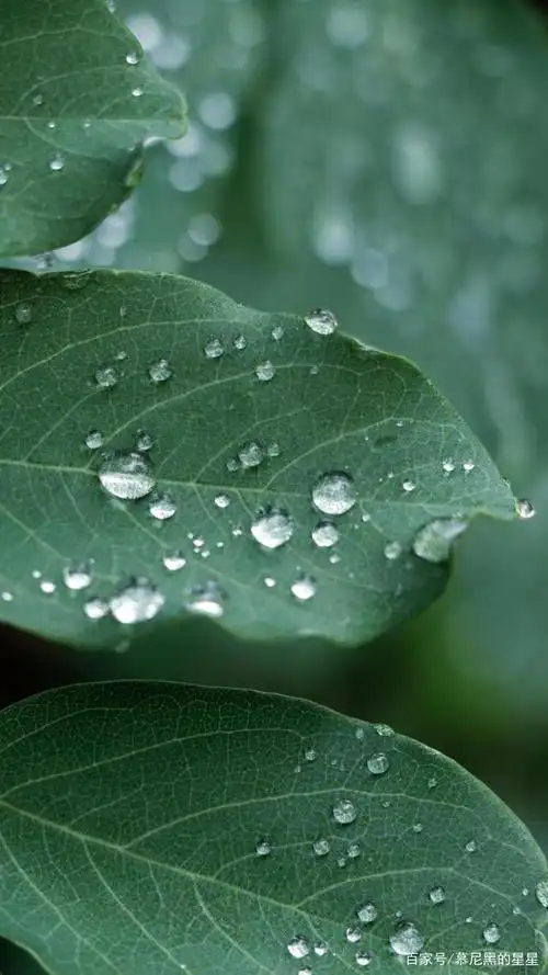 绿叶也有不寻常的美丽,清晨的露珠在阳光的照耀下显得晶莹剔透