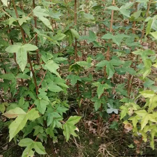 江西三角枫批发报价_九江柴桑区三角枫报价 3