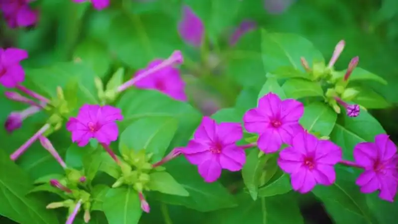 夜来香开花多的养殖方法?夜来香怎么养开花多