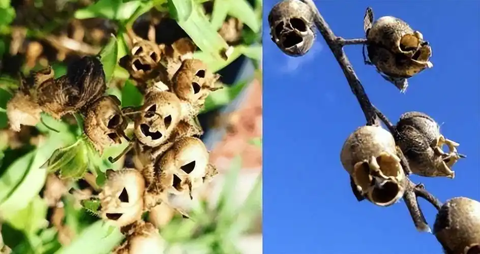 3,金鱼草,盛开的时候很漂亮,但花朵凋零后,就会变成一个个"骷髅头"2