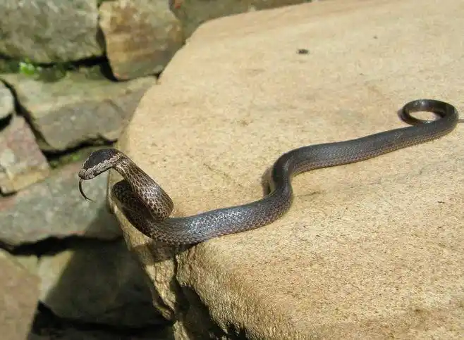 皇冠蛇 cacophis squamulosus