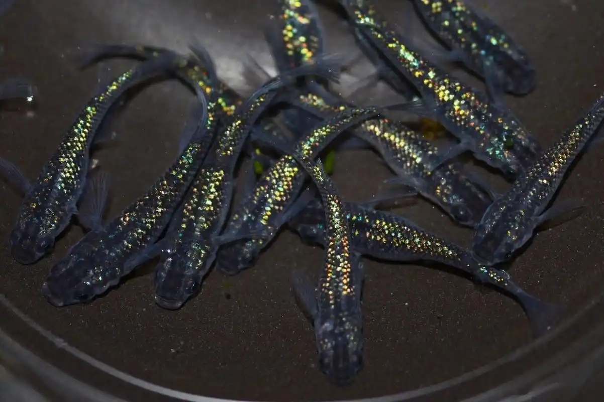 青鱼将【观背青鳉品种图鉴】黑体色 视频素材图鉴制作中,顺便普及一下