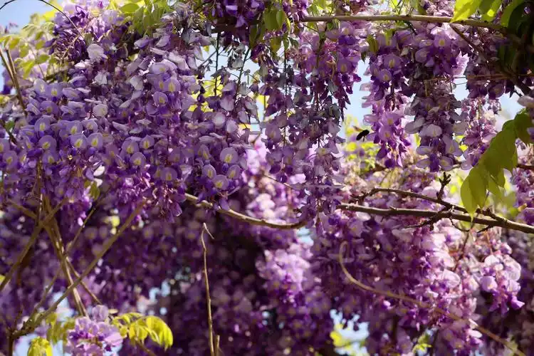 浪漫紫藤花盛开一帘幽梦迎客来