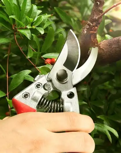 修树枝剪园林园艺剪刀果树修剪工具果园家用园艺剪刀张小泉剪刀