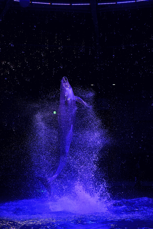 720_1080竖版 竖屏gif 动态图 动图