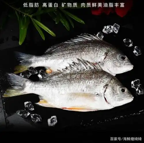 黄翅鱼吃法之清蒸黄翅鱼