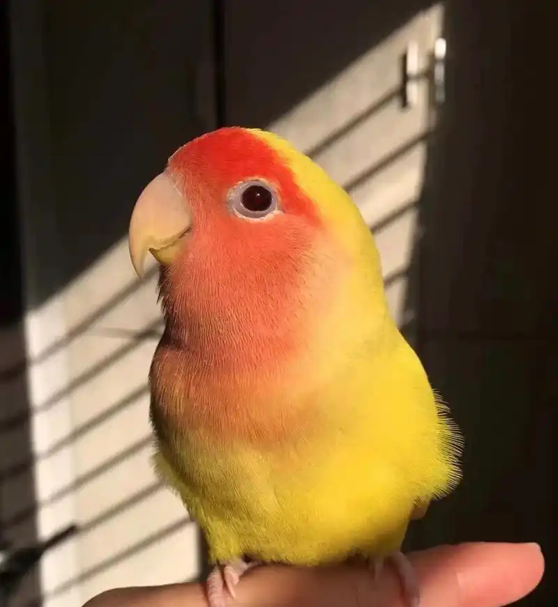求购一只黄桃牡丹鹦鹉