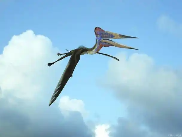 翼龙都在为生活忙碌!