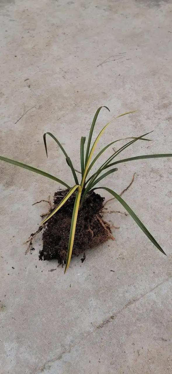 野生金边兰草花