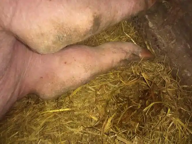 猪病发病数量:育肥猪后腿关节处有一个大疙瘩,怎么回事,怎么治疗,是硬