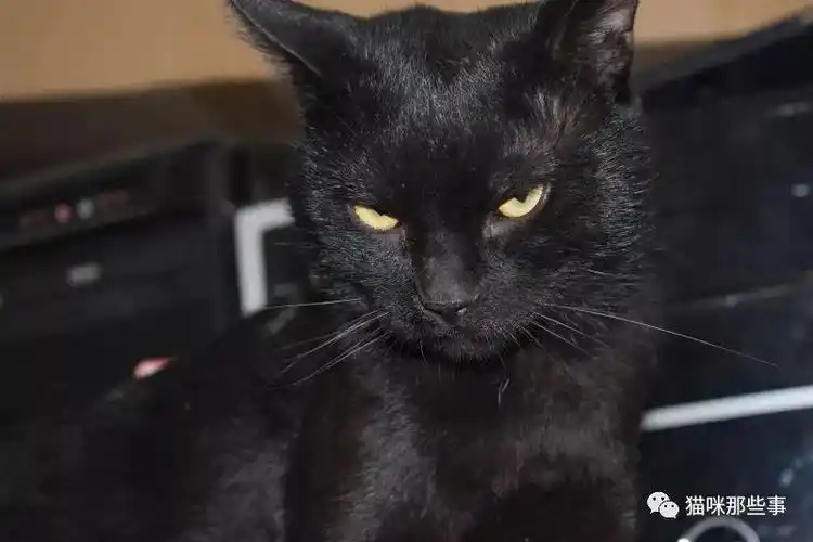 啊,喵星人的眼神,是事儿君最爱看的了,他们有时候含情脉脉,有时候杀气