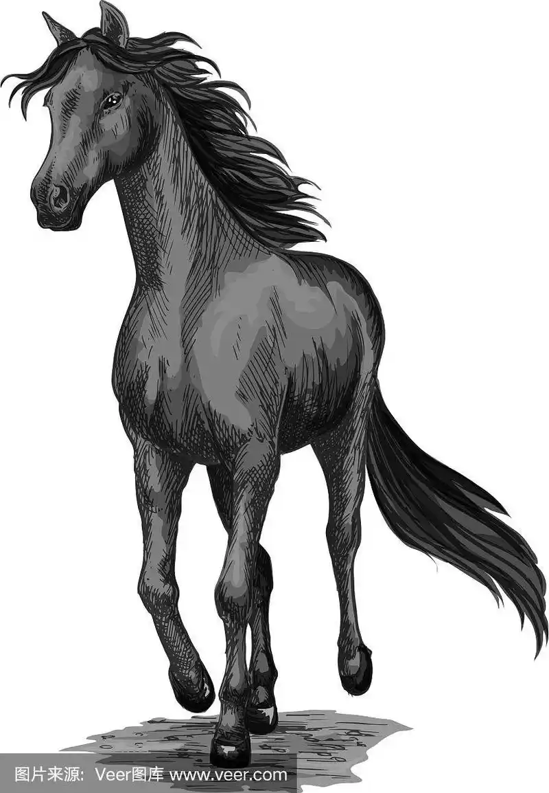飞奔的黑马跑马素描