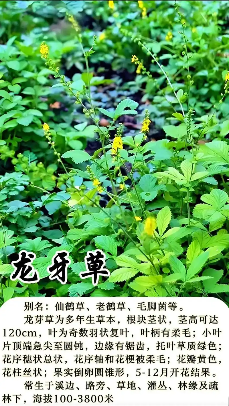 龙芽草,这真是一株独具魅力且美得令人心醉的植物啊!从深藏地底的根须