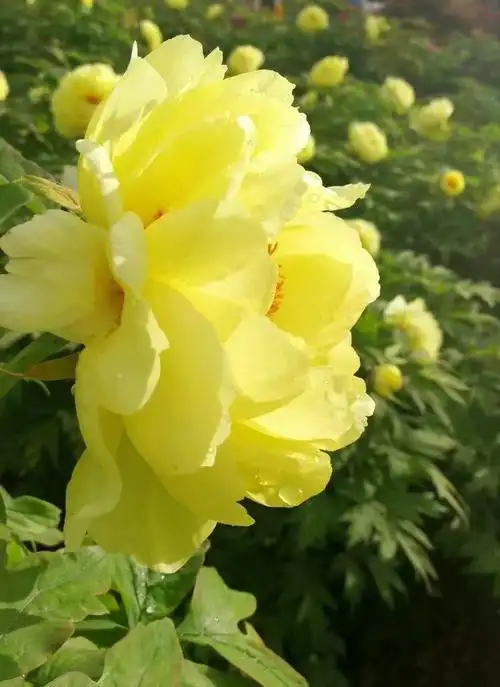 牡丹花太漂亮了,我非常喜欢花,花能使你心情愉悦.