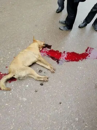 刚刚南江桥疯狗咬人最终被镇民合力打死