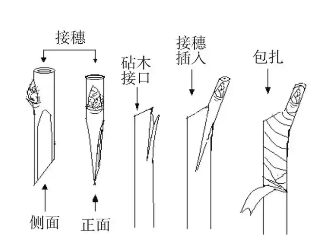 苹果腹接示意图(2)切接法(图4-5)春季嫁接常用此法,适于砧木不离皮时