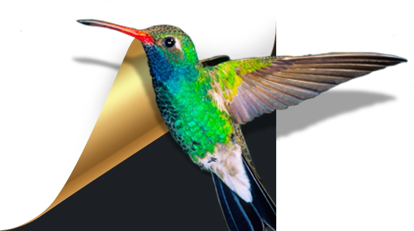 360小鸟壁纸软件-360小鸟壁纸软件下载 v3.1121.1465.