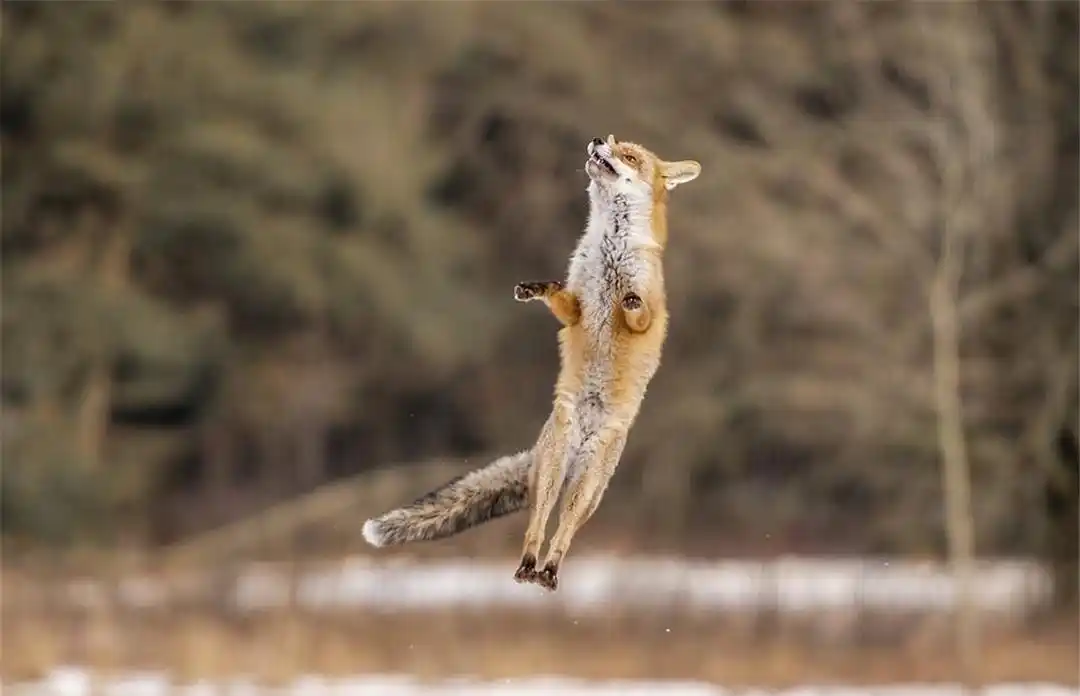 一只狐狸在野外欢快地跳跃着,它遇到了啥高兴事?被它迷住了