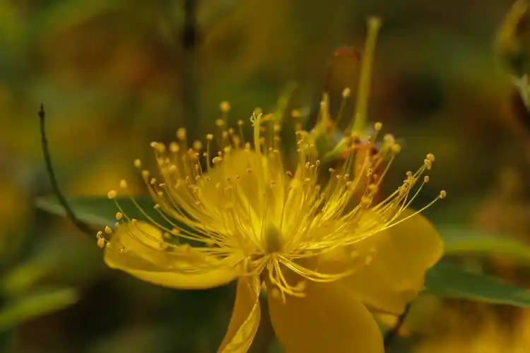 芒种节气 江苏淮安芒种花开似金色海洋