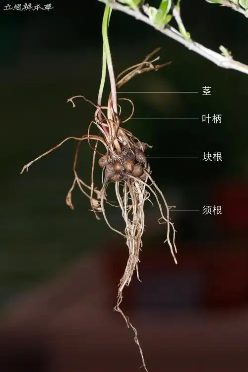 猫爪草形似猫爪子可治老鼠疮