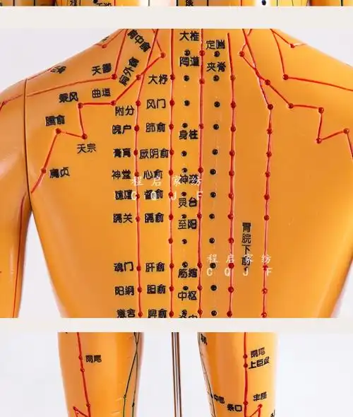 钰伶 商品名称:【新品】针灸穴位人体模型全身家用中医十二经络图小