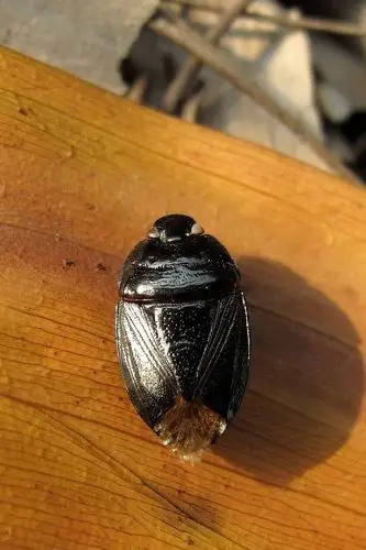 半翅目·显角亚目·土蝽科:土蝽