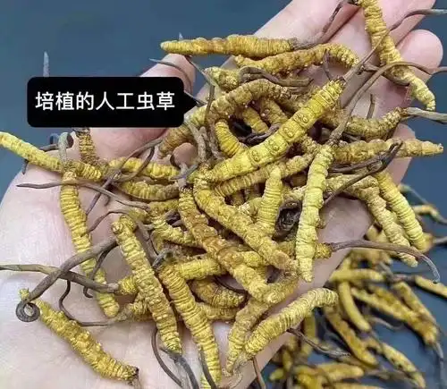 我们不能完全否定人工种植冬虫夏草,消费者有自己的选择,人工种植虫草
