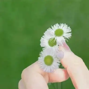 高清好看的小清新绿色女生真人头像 干净绿色系唯美意境女头合集_女生