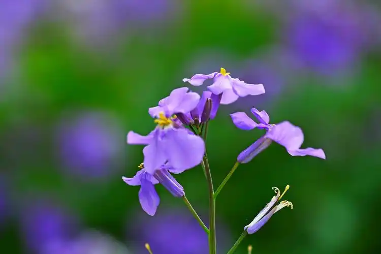 春天里的小花花
