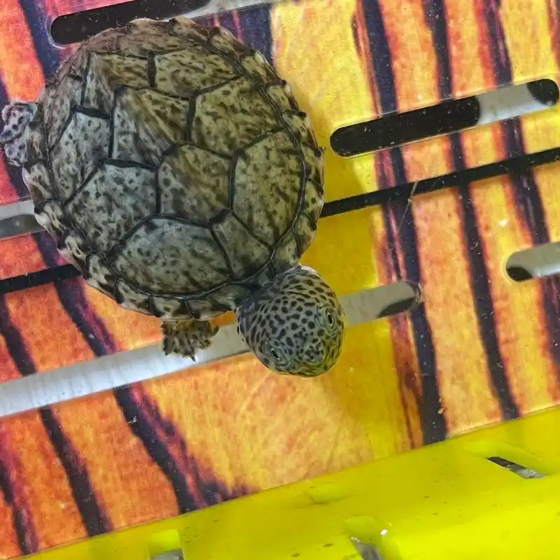 一只满头纹的大头苗子#剃刀龟 #养龟日常 #龟龟98 #蛋龟 - 抖音