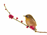 美不胜收美人梅苗木林花朵绽放自成美丽风景线