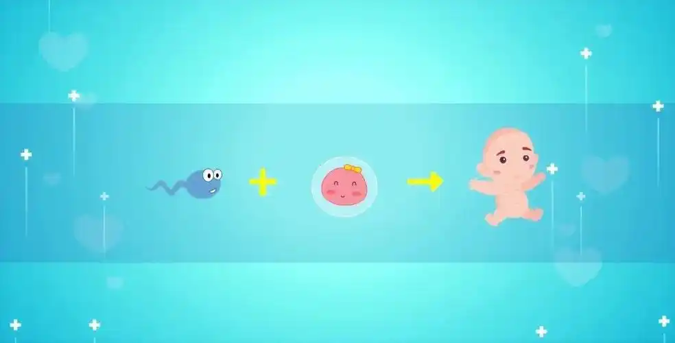 科普动画60秒 | 宝宝从哪里来?