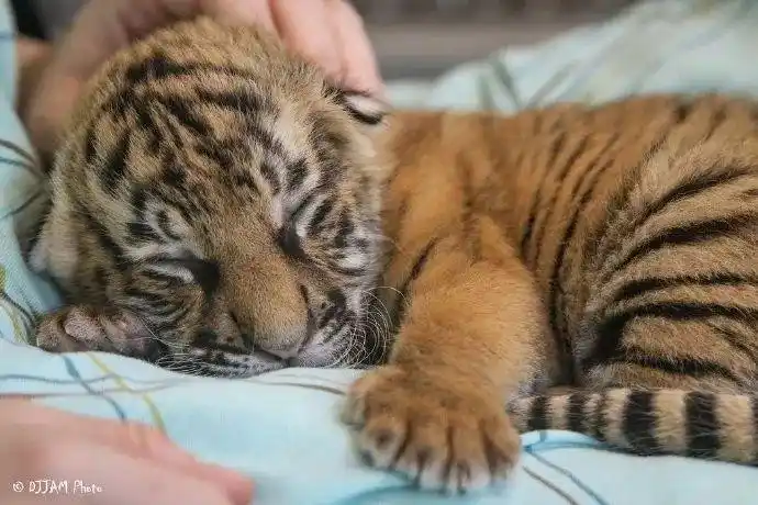 走不动道系列!睡觉时的小老虎太好吸了吧!唔我的心脏!