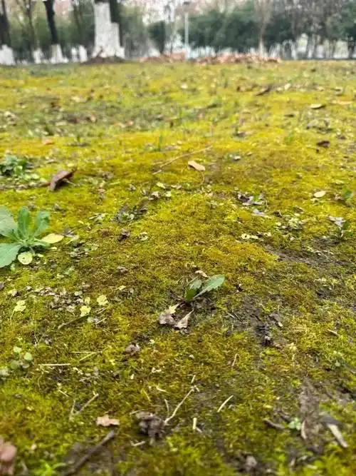 每日物种故事丨春雨过后,这种植物长"疯"了!_苔藓_环境_滨江公园