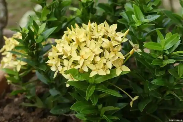 夜来香,又称为夜来红,夜来梅,是一种香气扑鼻的花卉.