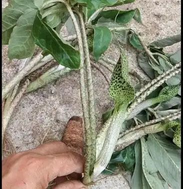 00元/斤 - 一亩田