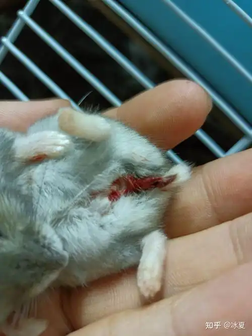 救命我家仓鼠屁股出血了求求告知什么原因