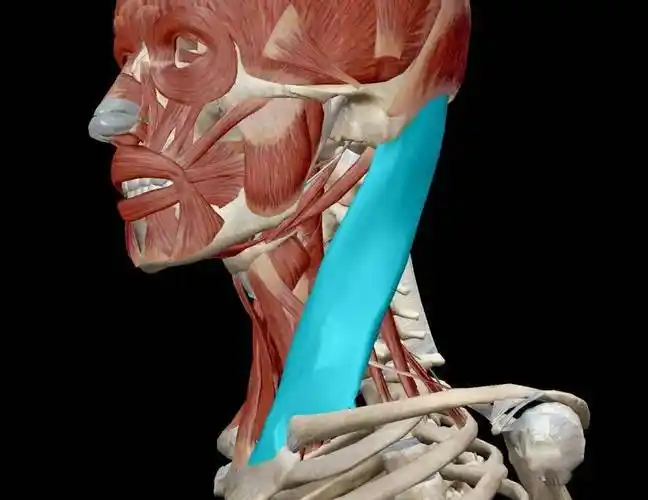 【肌肉科普】胸锁乳突肌_颈部