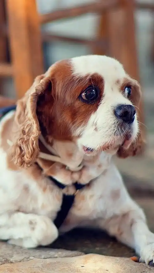 壁纸 狗休息,看,椅子 1920x1200 hd 高清壁纸, 图片, 照片