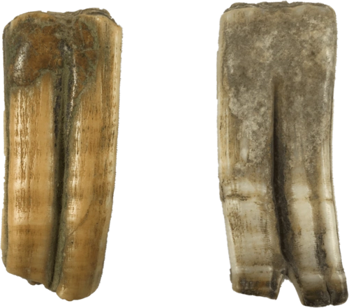 近日,有幸徵集到了一组恐龙牙齿化石,如上图所示.