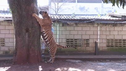 408_230gif 动态图 动图