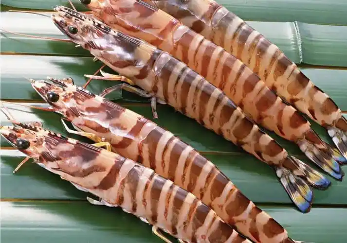 虾的种类图片及名称,12种海虾简单易记的区分方法