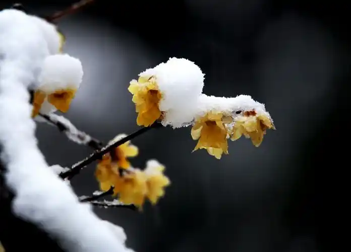 冬天,许多花都已经凋谢了,而梅花却能在凛冽的寒风中独自开放,与寒冬