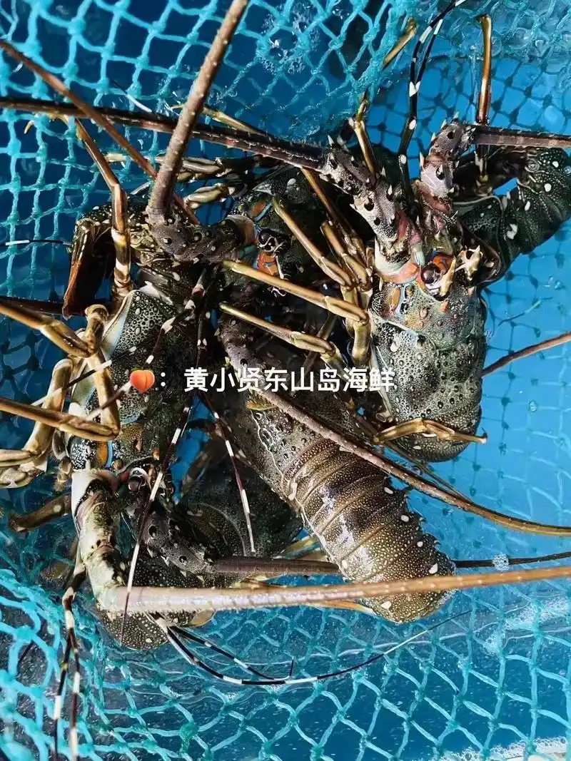 小青龙虾02礼盒装来咯91.