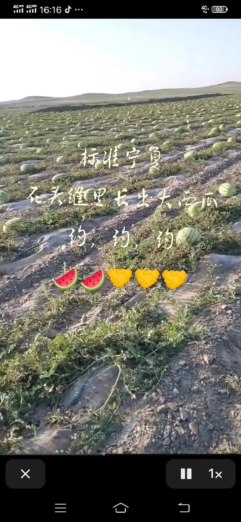 标准正宗,宁夏石头缝里长出大#西瓜91 ,皮博沙瓤,嘎嘎甜, - 抖音