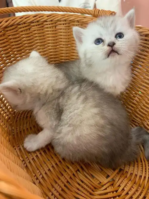 出一窝长毛银渐层