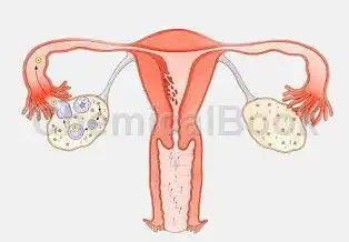 小鼠卵巢上皮细胞试剂盒的应用